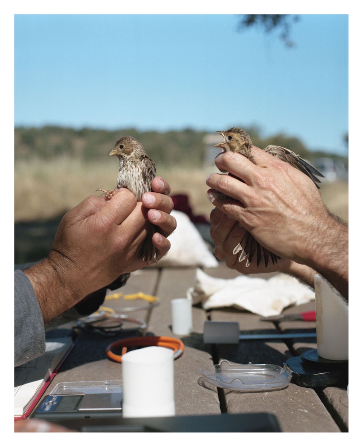 Álbuns Solares #IV: Bird Ringing