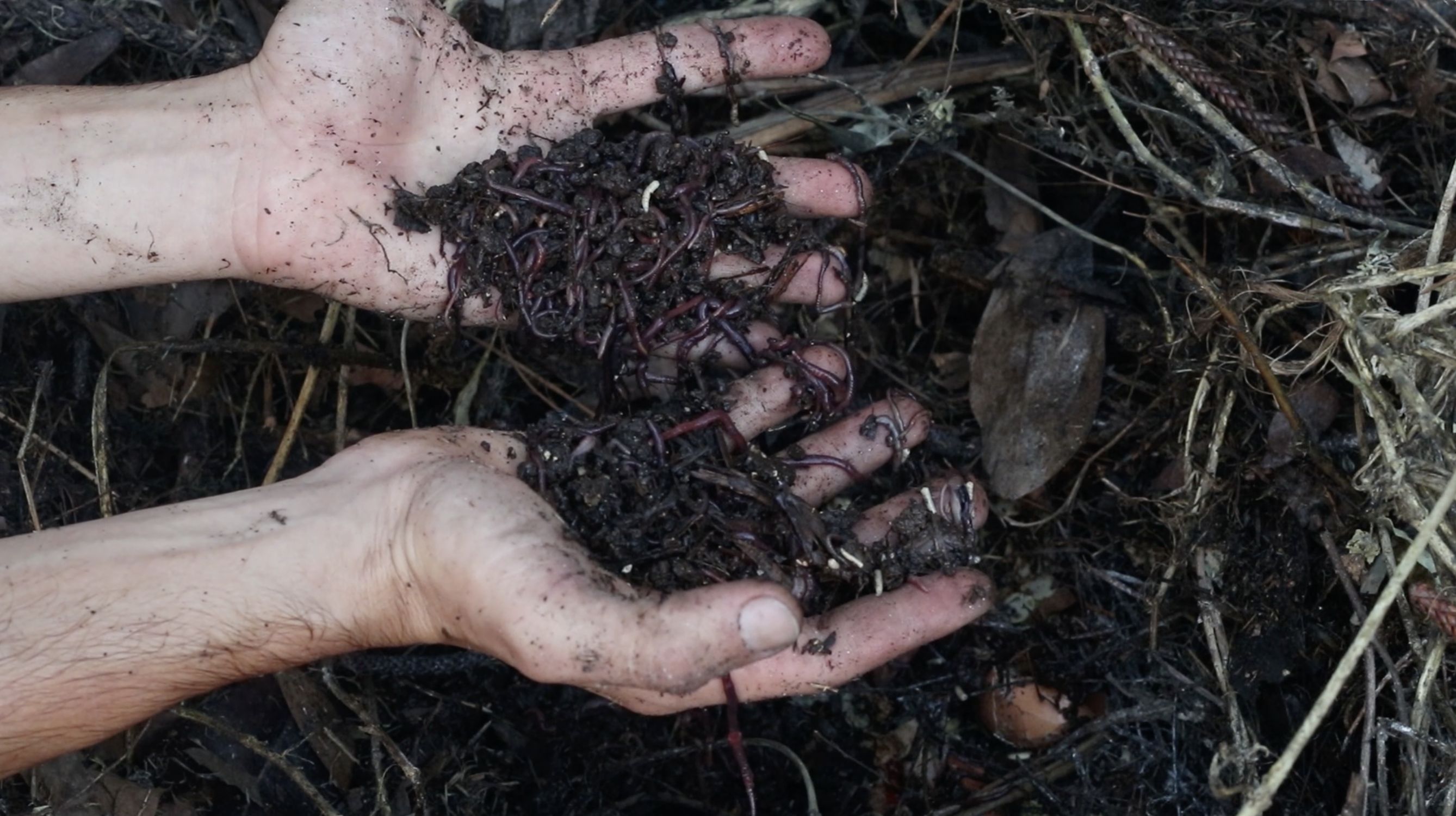 A Fundo na Paisagem – Como transformar uma laje de cimento num jardim agroflorestal? – Parte III